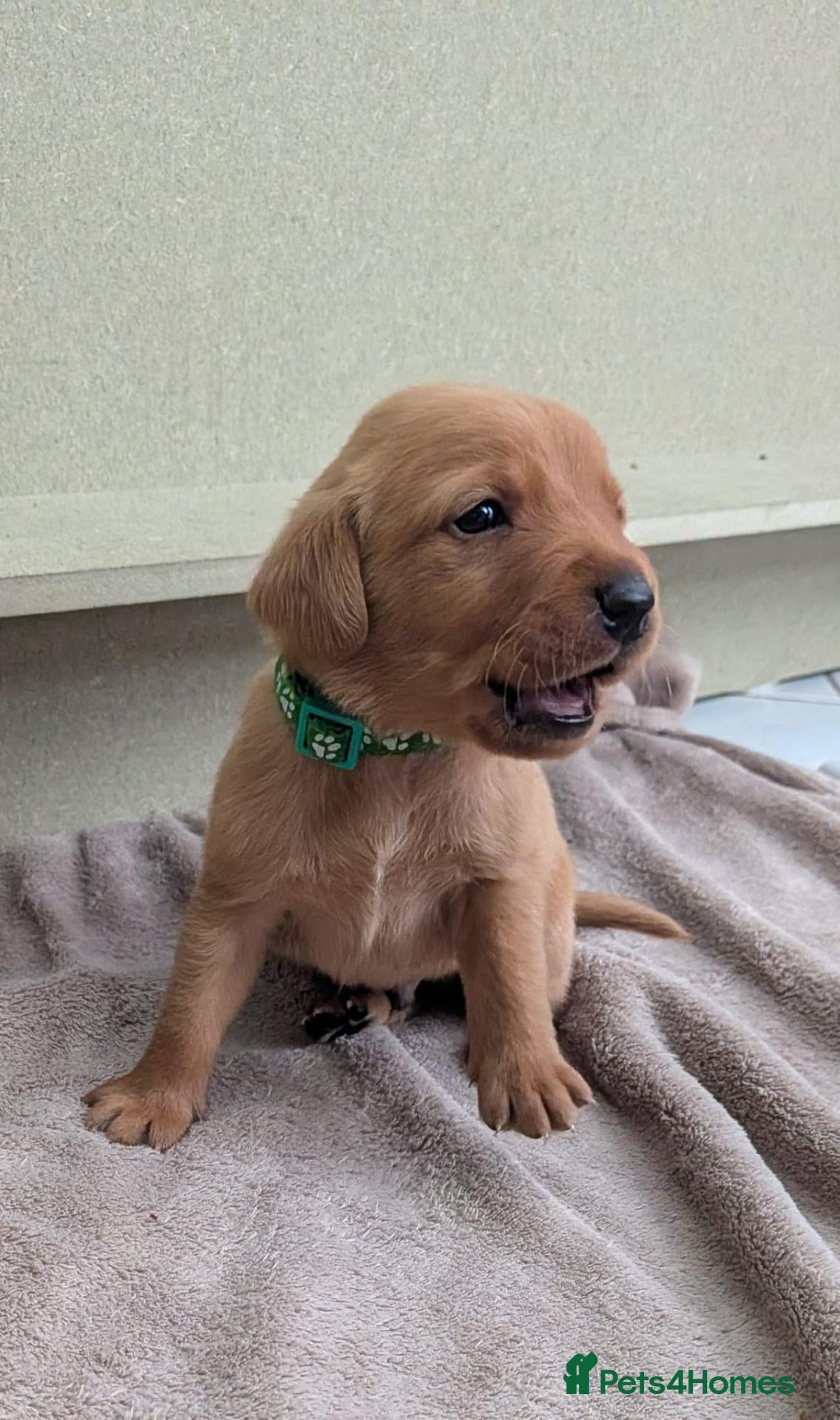 Labrador Retriever dogs Pedigree Red Fox Labrador Retriever Puppies  - Advert 17