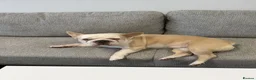 French Bulldog dogs for stud: French bulldog with Husky Background for stud  - Advert 16