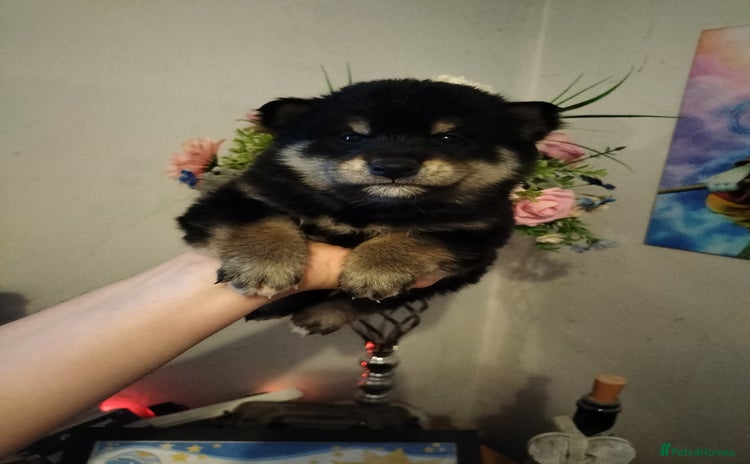 Japanese Shiba Inu dogs - Advert 4