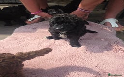 Mixed Breed dogs for sale: toy poodles  - Image 9