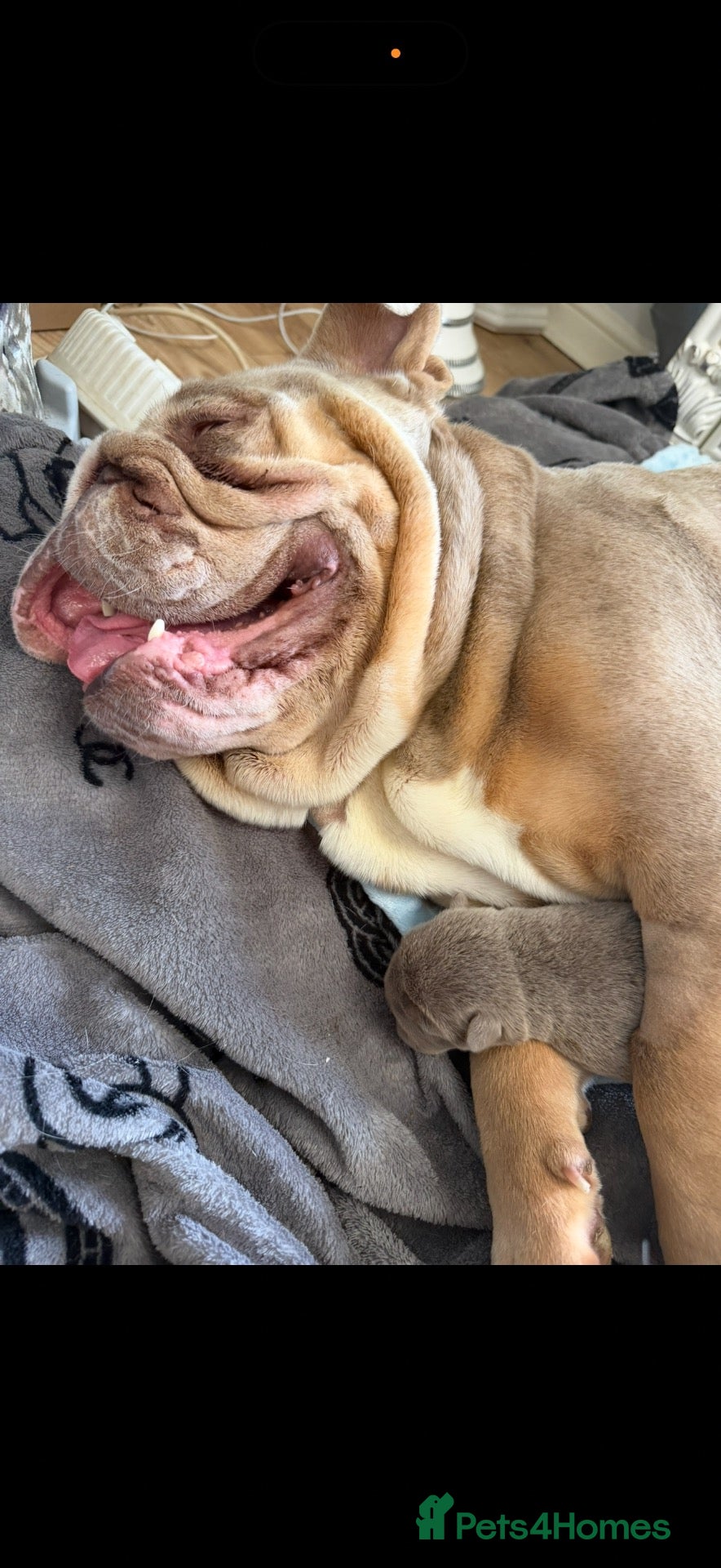 English Bulldog dogs English bulldogs RARE PINK GENE FLUFFY CARRIERS  - Advert 1