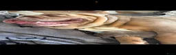 English Bulldog dogs for sale: English bulldogs RARE PINK GENE FLUFFY CARRIERS  - Advert 1