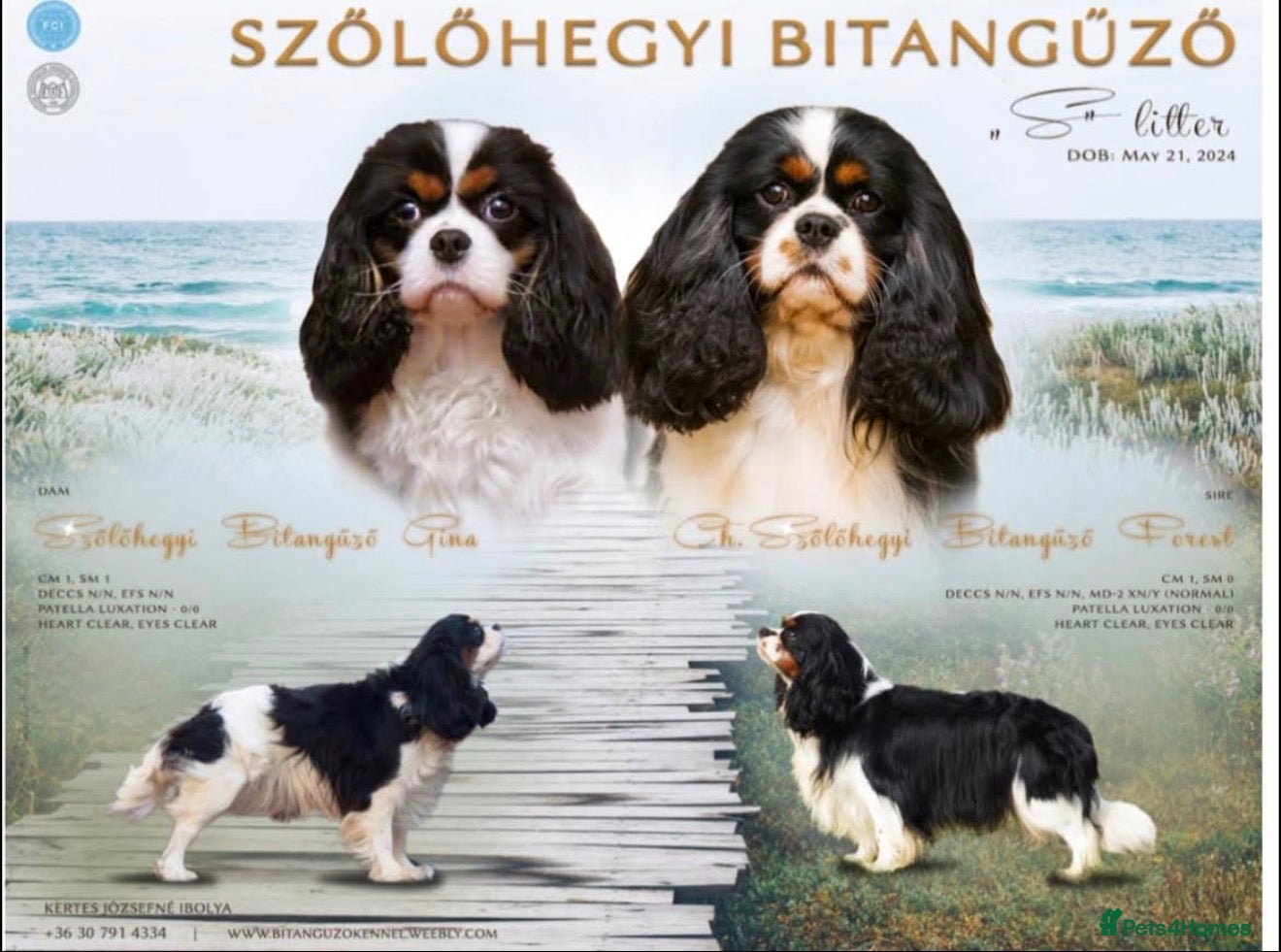 Cavalier King Charles Spaniel dogs for sale: Beautiful Adult Male - Advert 1