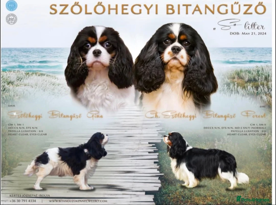 Cavalier King Charles Spaniel dogs for sale: Beautiful Adult Male - Advert 1