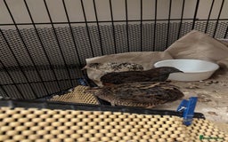 Quail poultry for sale: 7 Chinese Painted Quails (Button Quails) FREE - Image 2