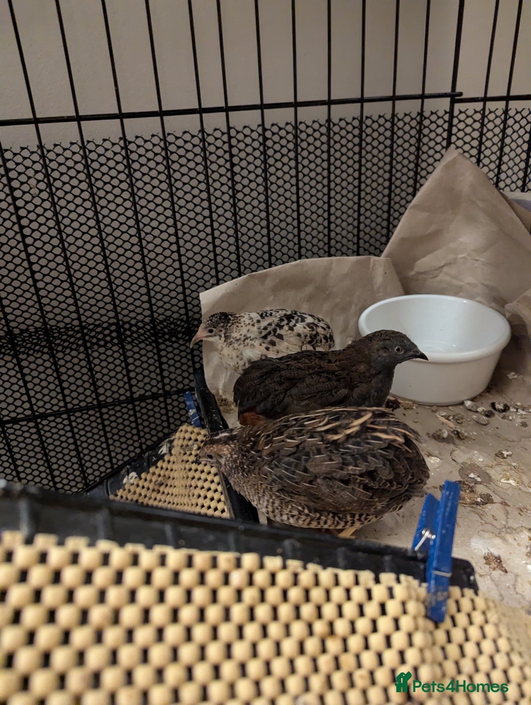 Quail poultry for sale: 7 Chinese Painted Quails (Button Quails) FREE - Image 2