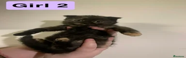 Girl 2