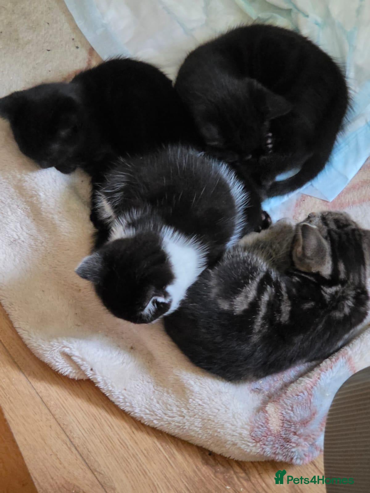 American Shorthair cats ADORABLE KITTENS LOOKING FOR THEIR FOREVER HOMES!! - Advert 1
