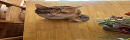 Mixed Breed cats for sale: Two adult cats for sale  - Advert 2