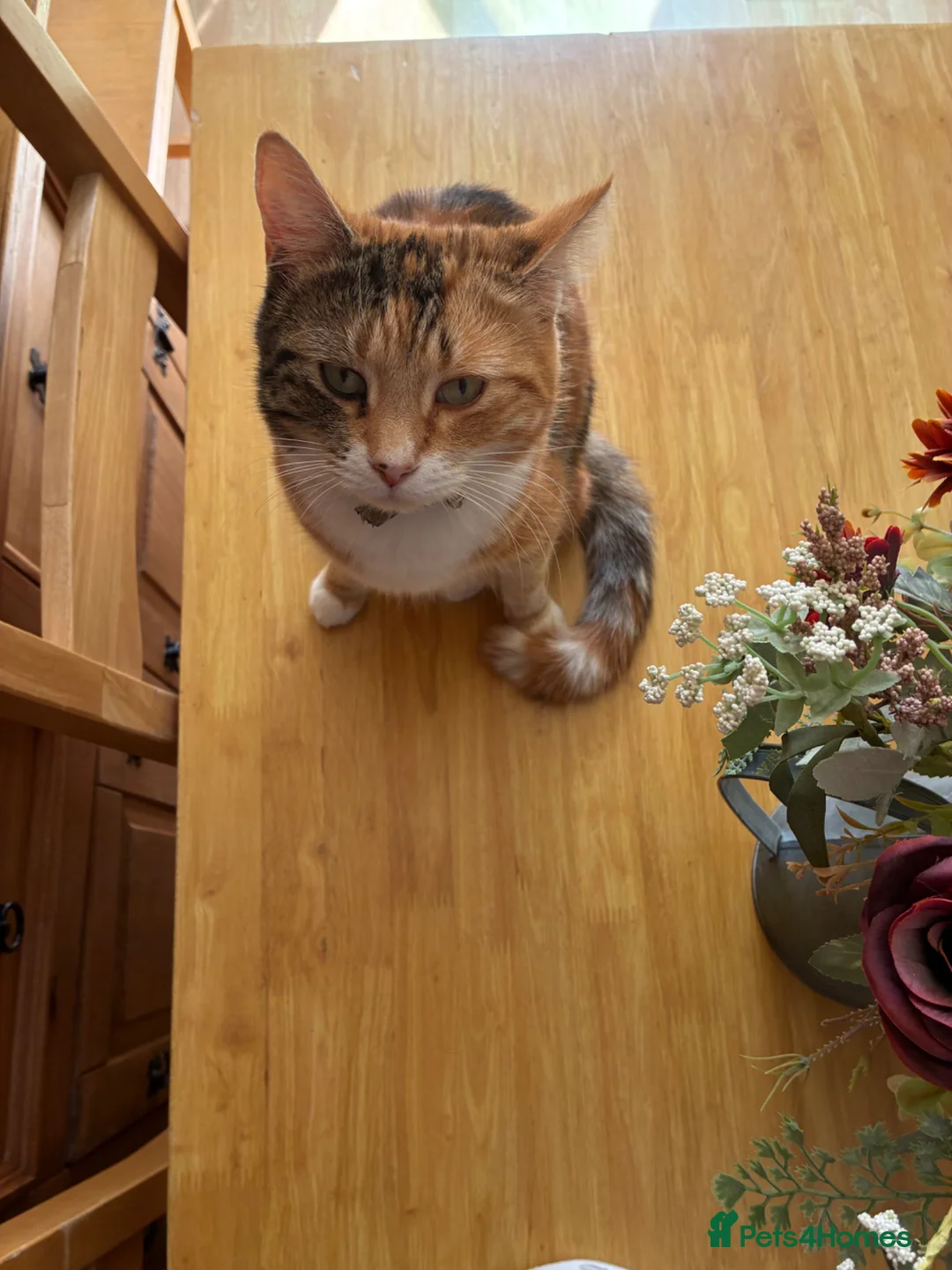 Mixed Breed cats for sale: Two adult cats for sale  - Advert 2