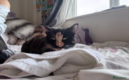 Mixed Breed cats for sale: Beautiful 4 Year Old Calico Cat  - Image 2