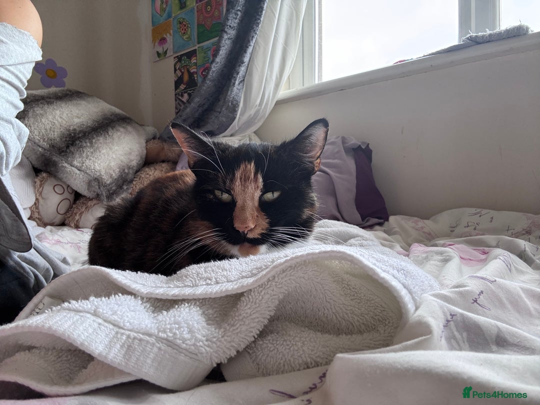Mixed Breed cats for sale: Beautiful 4 Year Old Calico Cat  - Image 2