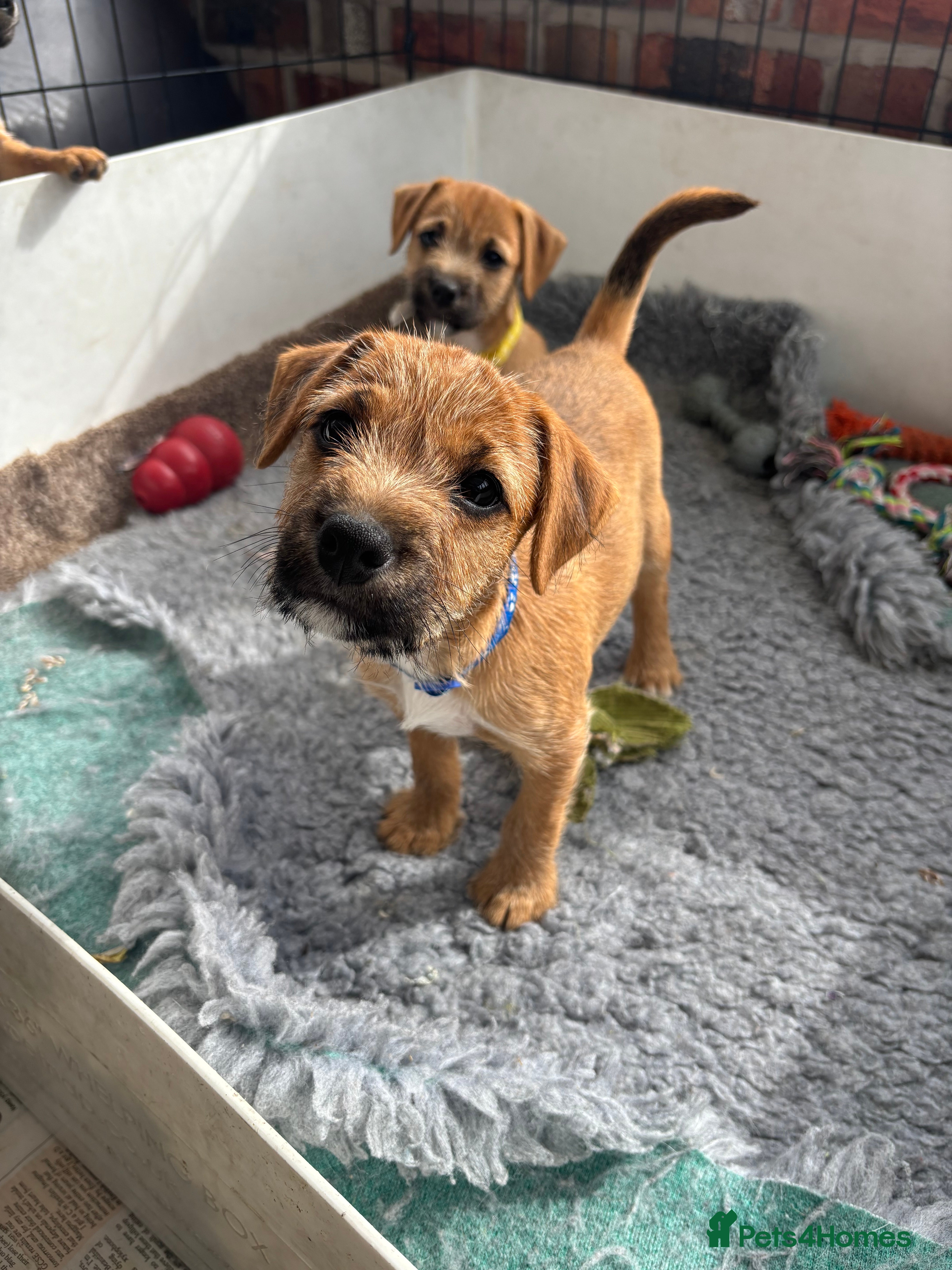 Mixed Breed dogs Beautiful BorderJack Puppies - Advert 2