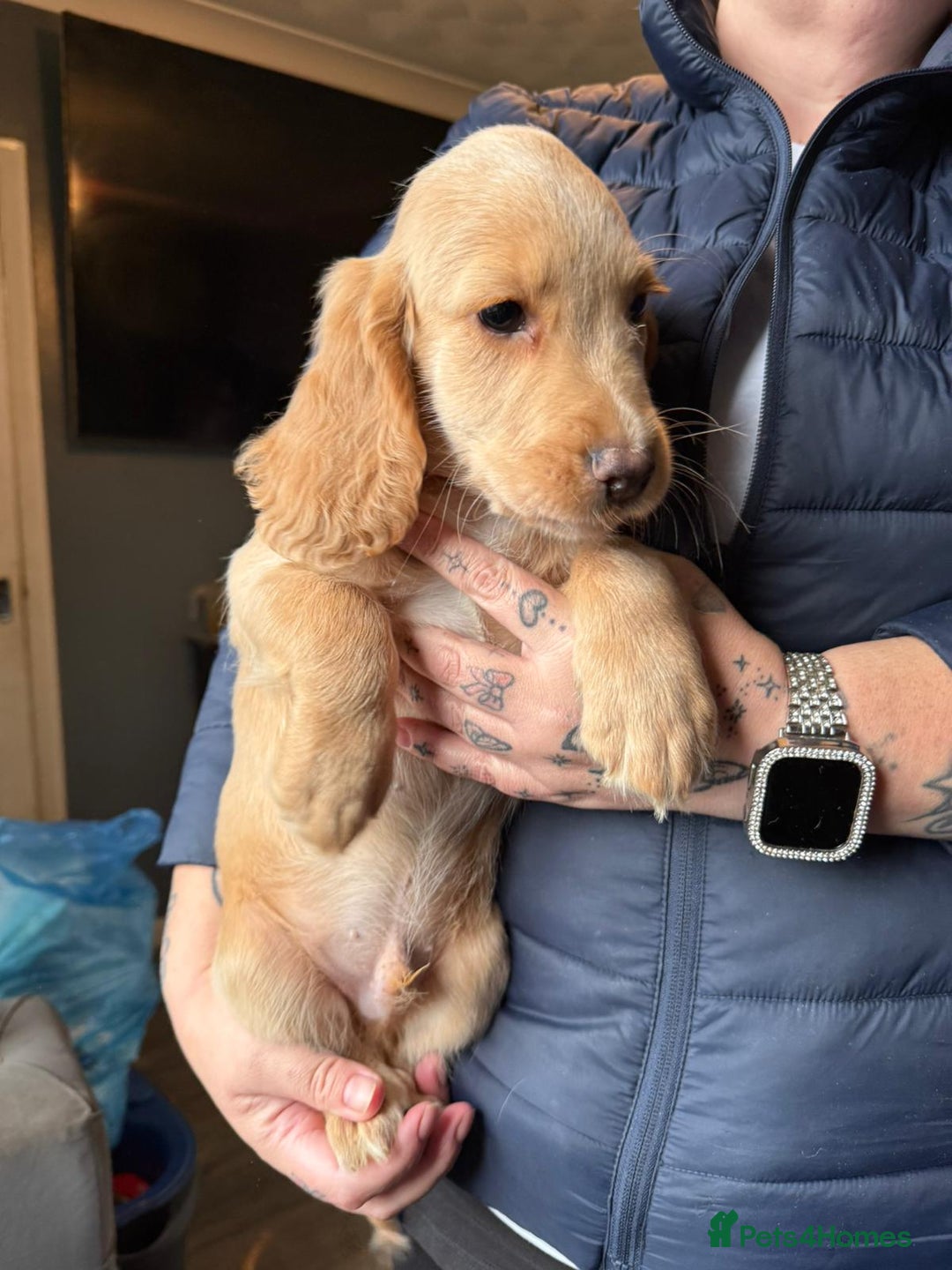 Cocker Spaniel dogs for sale: REDUCED & READY NOW 2 girl COCKERS - Advert 20