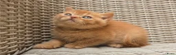 British Shorthair cats for sale: Stunning British Shorthair Kittens  - Advert 4