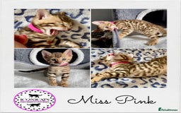 Bengal cats for sale: ⭐️ 1 LEFT!! - STUNNING TICA REG BENGAL CUBS ⭐️ - Image 15