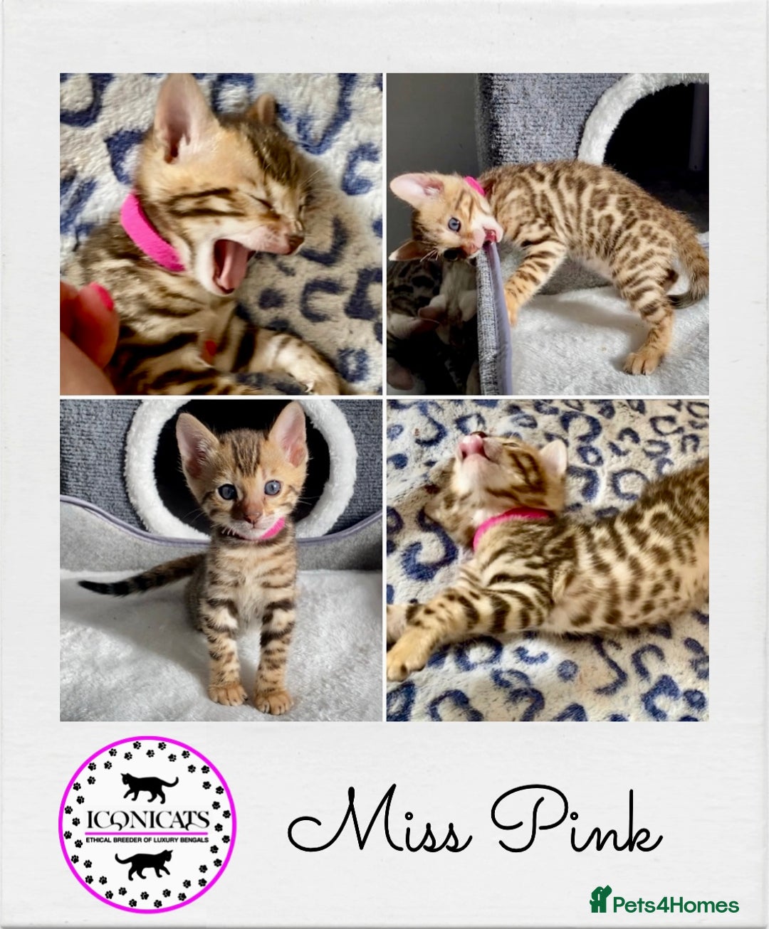 Bengal cats for sale: ⭐️ 1 LEFT!! - STUNNING TICA REG BENGAL CUBS ⭐️ - Image 15