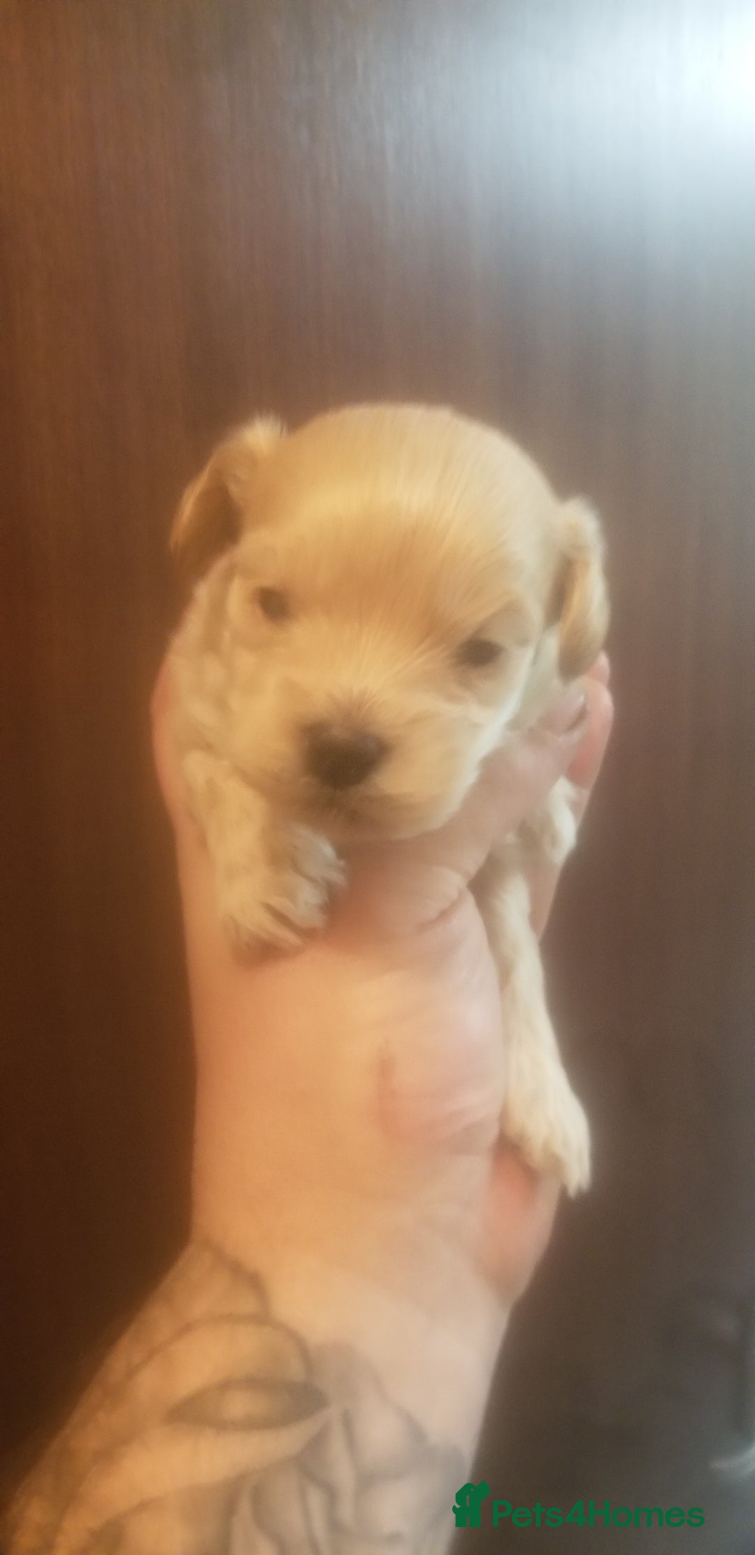 Shihpoo dogs for sale: Last f1b shihpoo left £850 - Advert 16