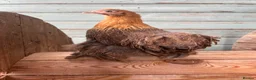 Chickens poultry for sale: Pure Breed Chickens  - Advert 2