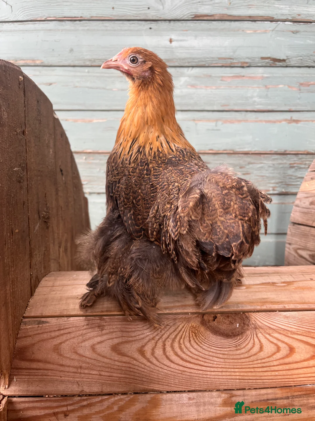 Chickens poultry for sale: Pure Breed Chickens  - Advert 2
