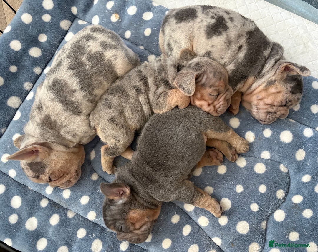 French Bulldog dogs for sale: Beautiful shades of blue babies - Image 9