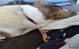 Akita dogs for sale: Loving Akita Purebred Girl - Image 14