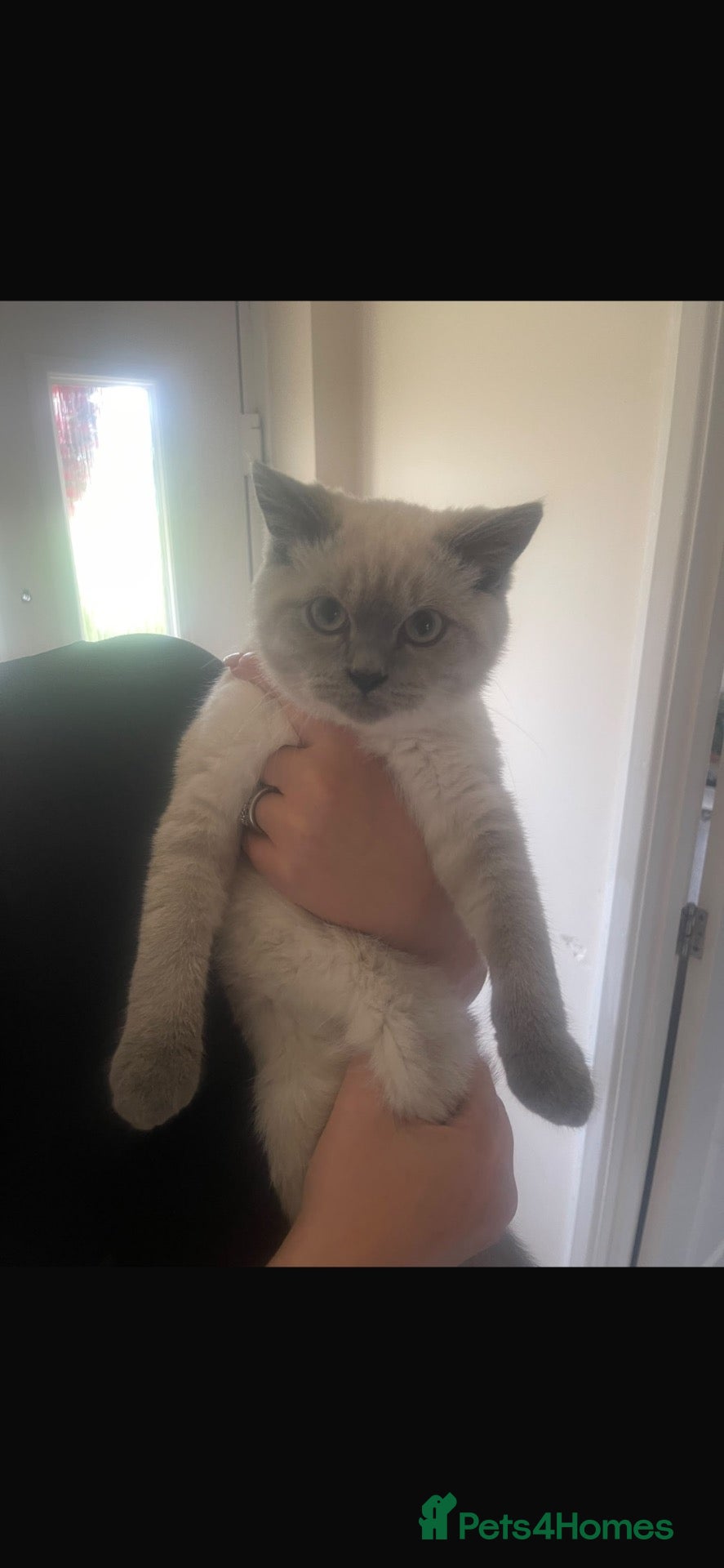 British Shorthair cats Teddy  - Advert 1