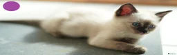 Mixed Breed cats for sale: 3 Siamese and Ragdoll mixed kittens - Advert 8