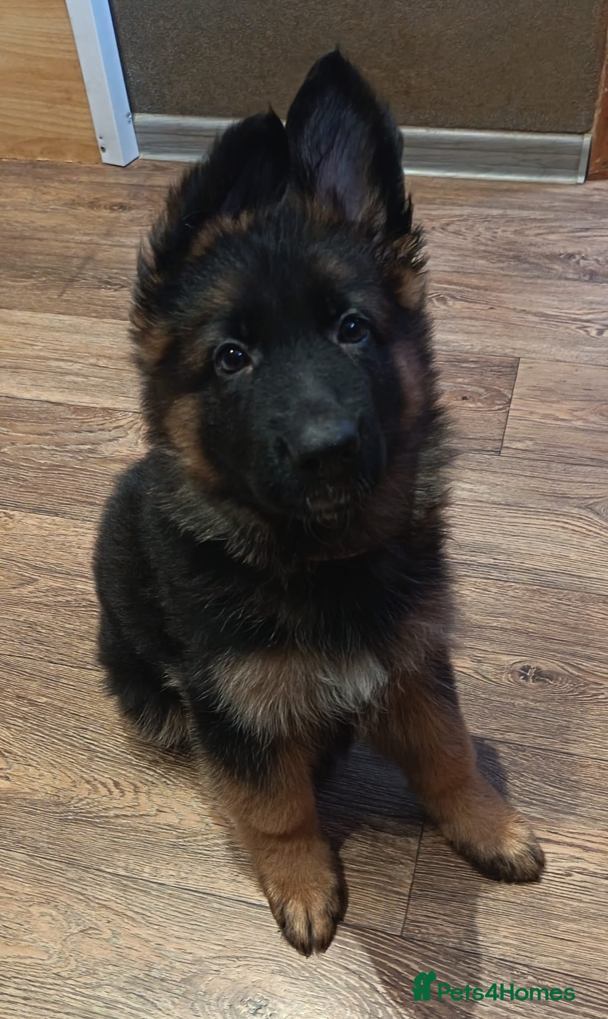 German Shepherd dogs PUPPIES FOR SALE - Advert 16
