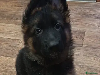 German Shepherd dogs PUPPIES FOR SALE - Advert 16