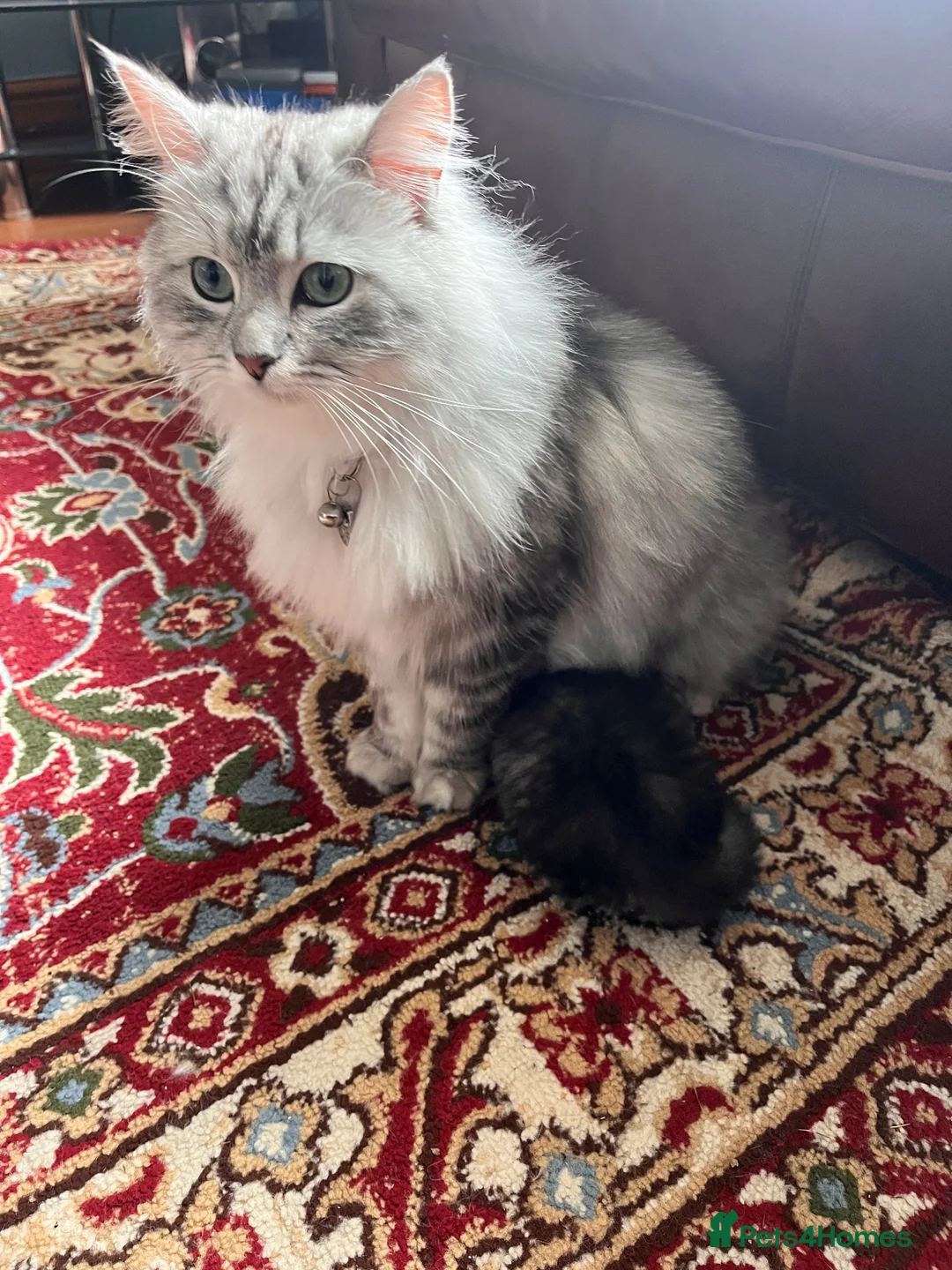 Mixed Breed cats for sale: Beautiful Ragdoll/Persian mix - Advert 17