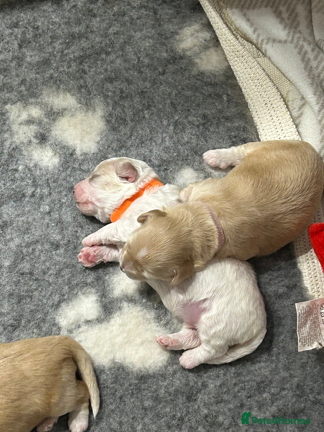 Maltipoo dogs for sale: 4 Adorable F2 Maltipoo pups - Advert 5