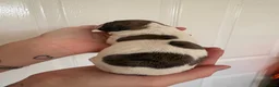 Mixed Breed dogs for sale: Whippet cross puppies  - Advert 7