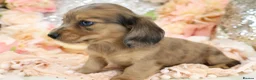 Miniature Dachshund dogs for sale: KC Longhair Miniature Dachshund Puppies - Advert 6