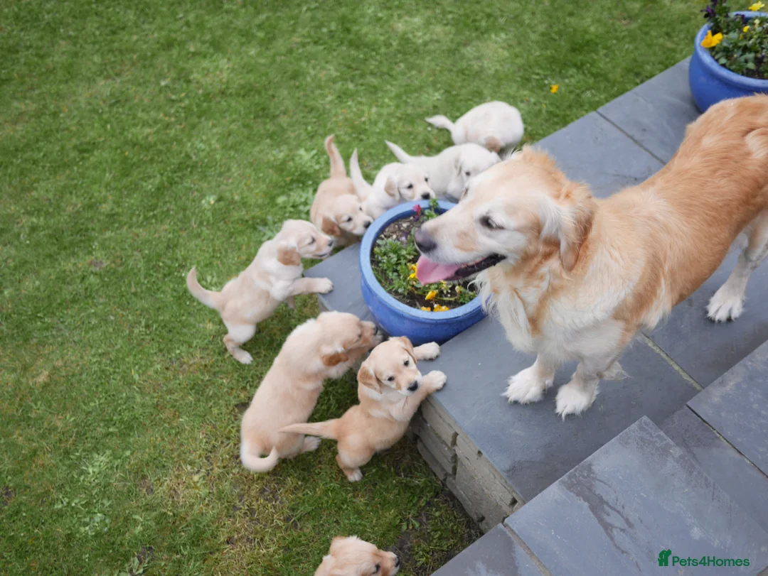 Golden Retriever dogs for sale: Quality KC Health Tested Golden Retriever Puppies - Advert 15
