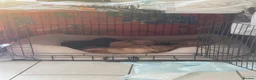 Cockerdor dogs for sale: Gorgeous cockerdor puppies  in Bridlington - Advert 11