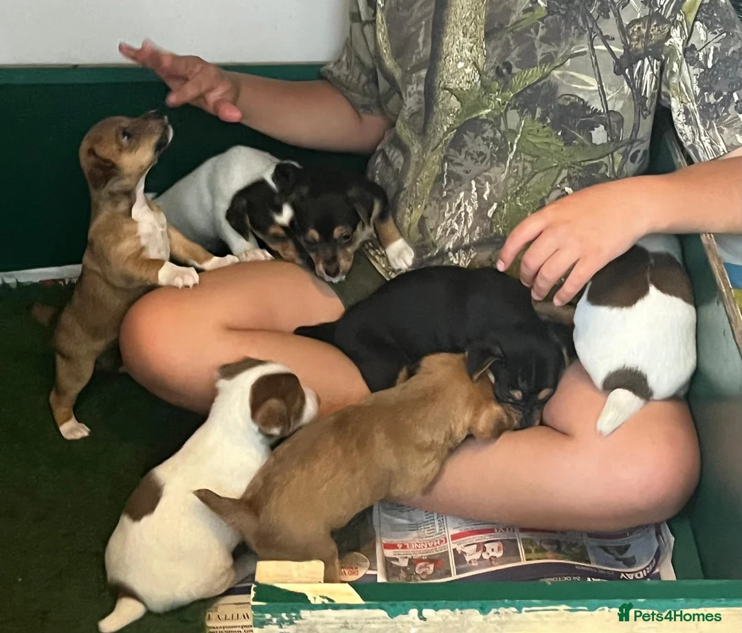 Jack Russell dogs for sale: Jack Russell Puppies  - Advert 2