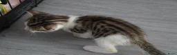 Domestic Shorthair cats for sale: 3 kittens for sale  in Tamworth - Advert 6