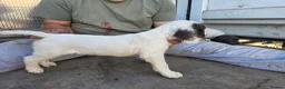 English Springer Spaniel dogs for sale: Working ESP FTCH lines extremely well bred in Southam - Advert 3