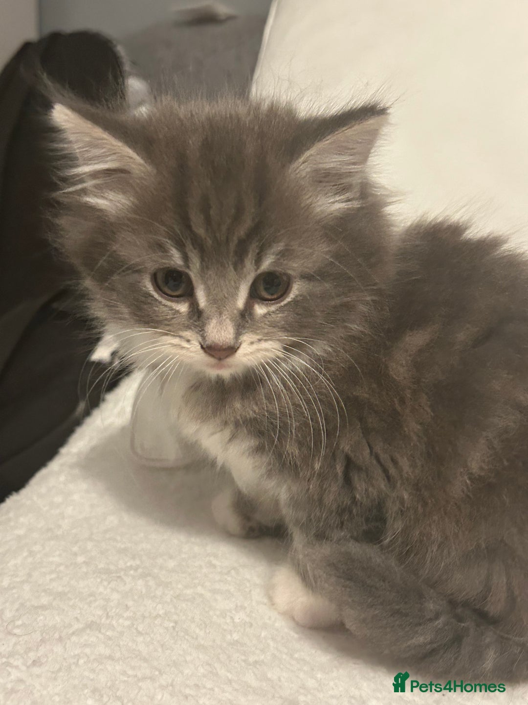 Mixed Breed cats for sale: Mixed breed - Advert 7