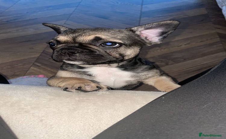 French Bulldog dogs - Advert 1