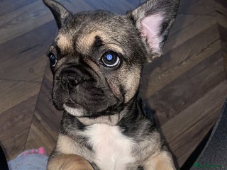 French Bulldog dogs - Advert 10