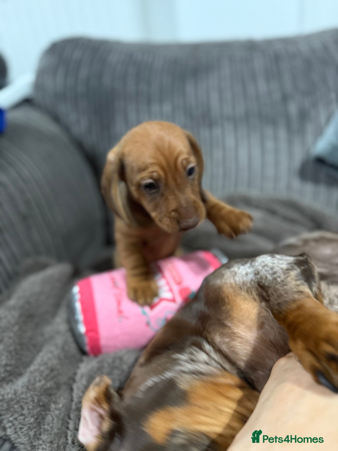 Miniature Dachshund dogs for sale: Miniature dachshund puppies  - Advert 7