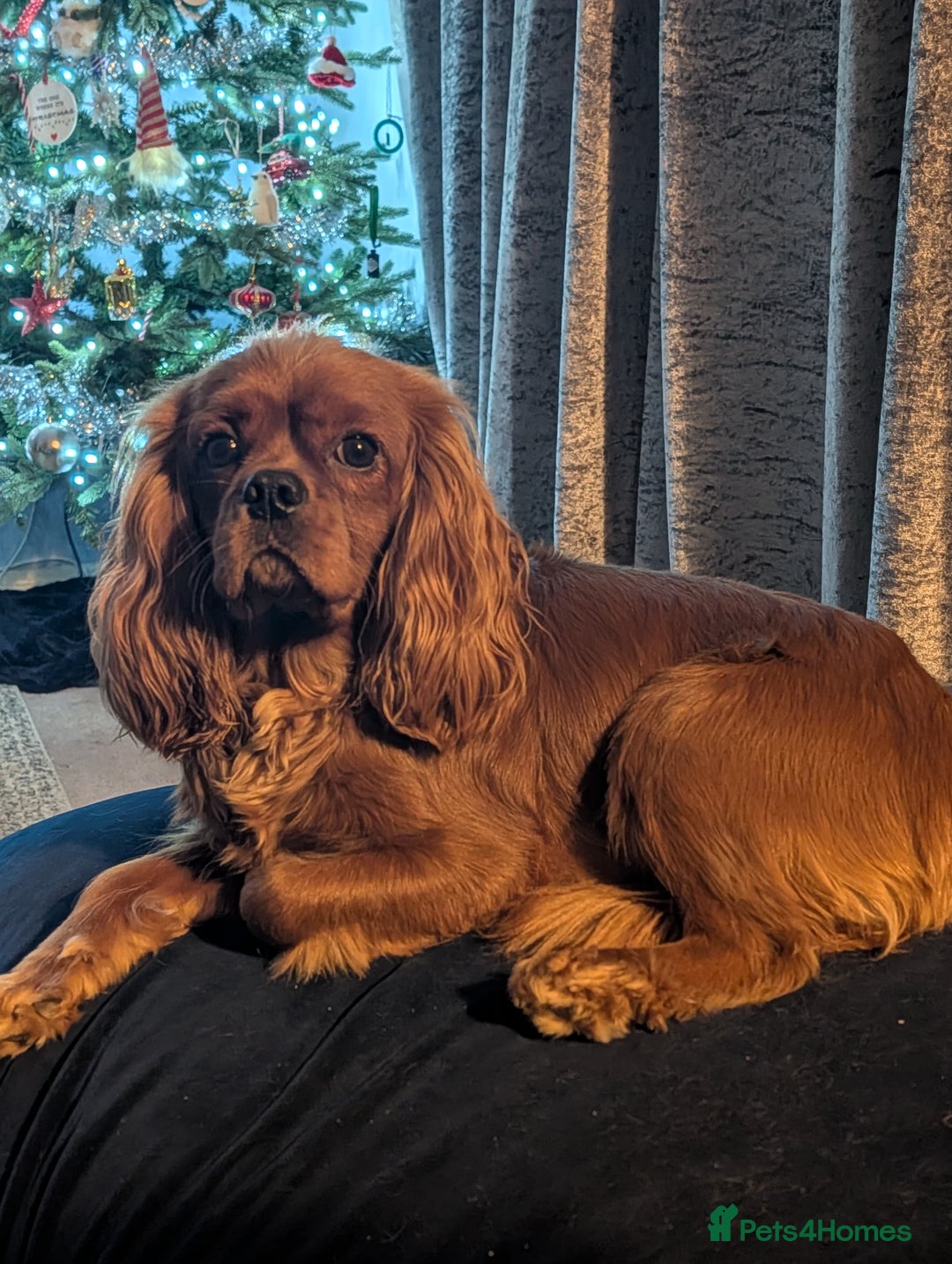Cavalier King Charles Spaniel dogs for stud: Ruby king Charles available for stud - Advert 1