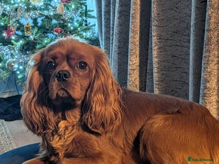 Cavalier King Charles Spaniel dogs Ruby king Charles available for stud - Advert 9