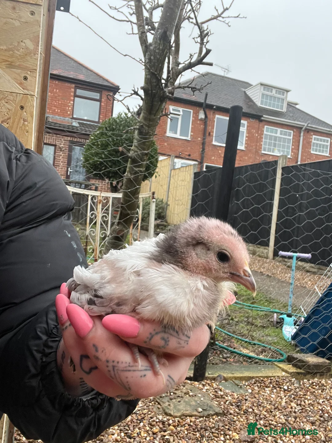 Chickens poultry for sale: Female chicks ready to go - Advert 6
