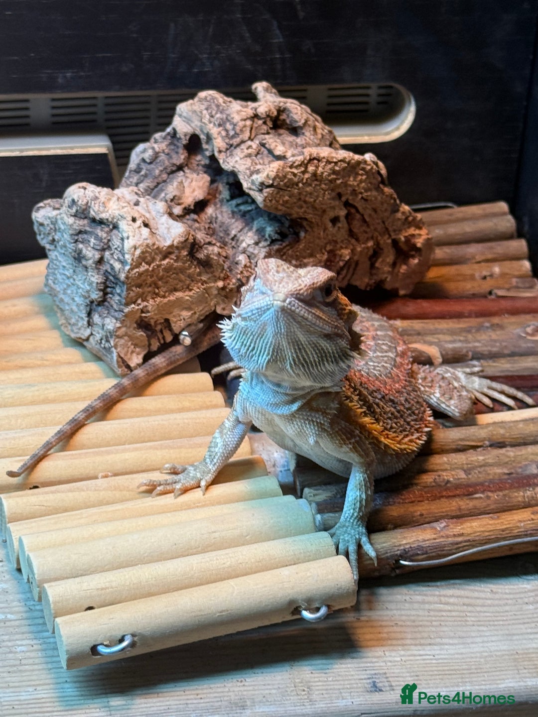 Bearded Dragon reptiles for sale: Dragon - Advert 2