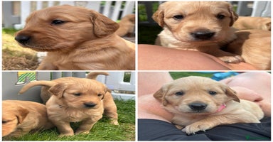 Golden Retriever dogs - Advert 4