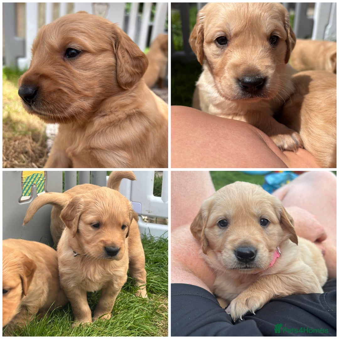 Golden Retriever dogs for sale: KC Registered Golden Retriever Puppies  - Image 1