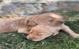 Labradoodle dogs for sale: Outstanding labradoodles from excellent pedigree  - Image 15